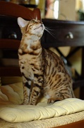 BENGAL_144