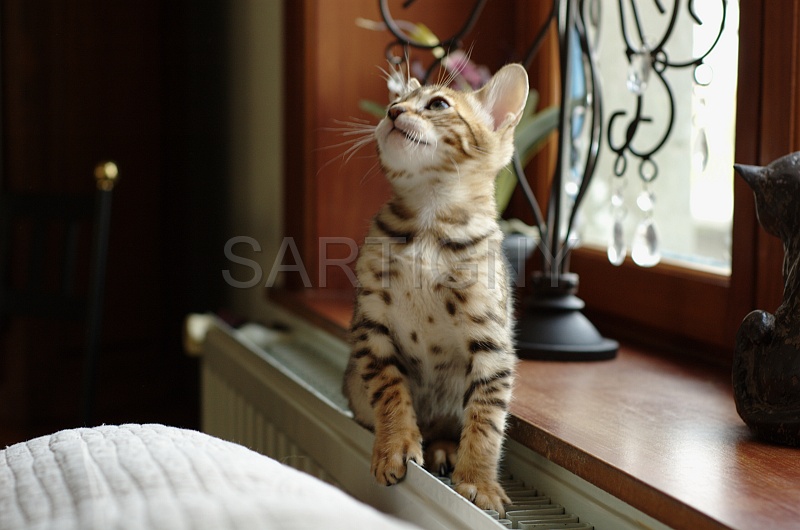 BENGAL_C002.jpg