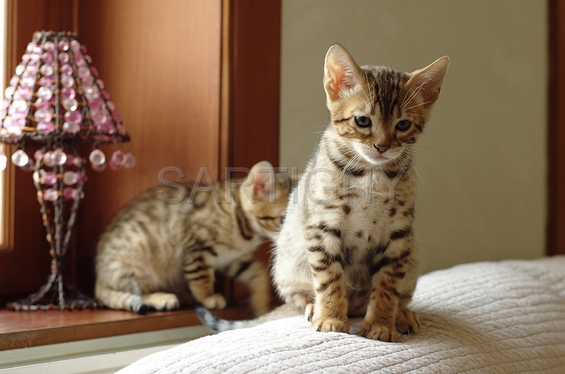 BENGAL_C003.jpg