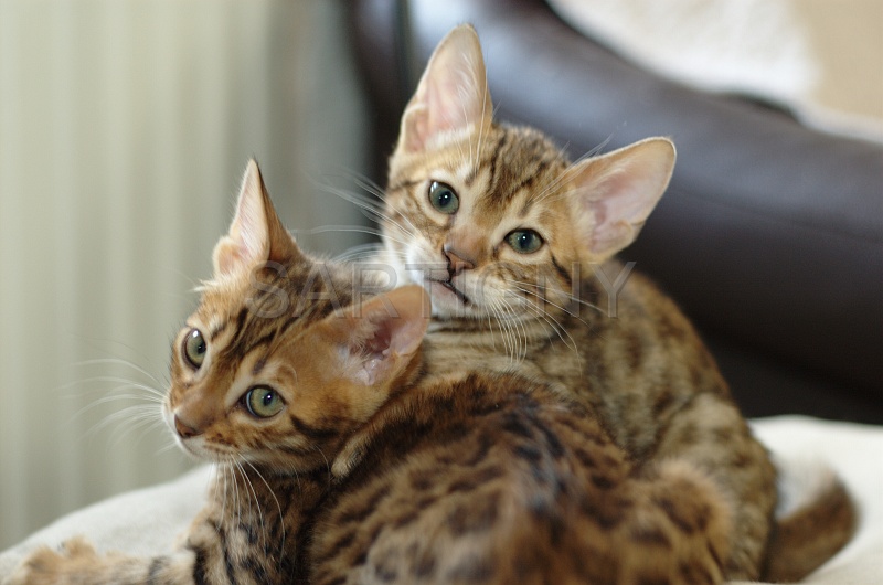 BENGAL_C008.jpg