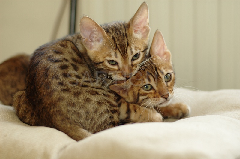 BENGAL_C010.jpg