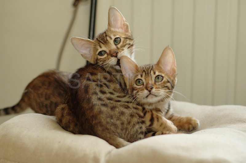 BENGAL_C011.jpg