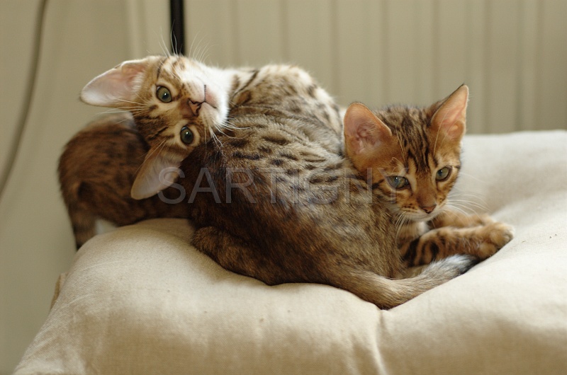 BENGAL_C013.jpg