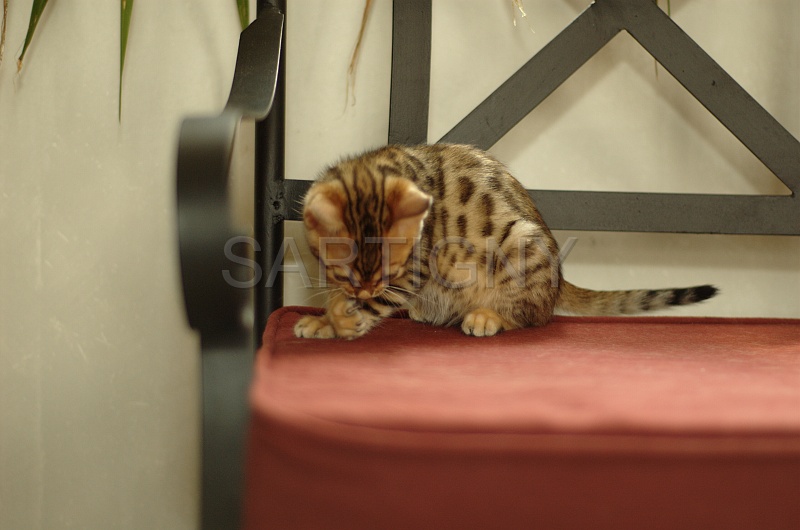 BENGAL_C018.jpg