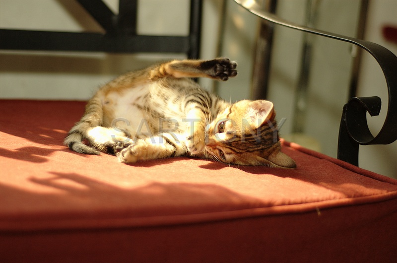 BENGAL_C020.jpg