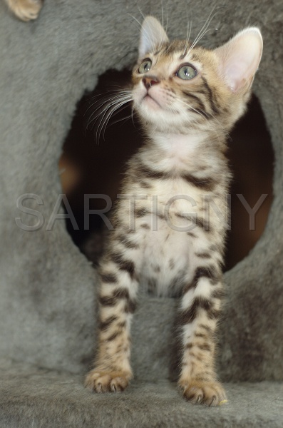 BENGAL_C028.jpg