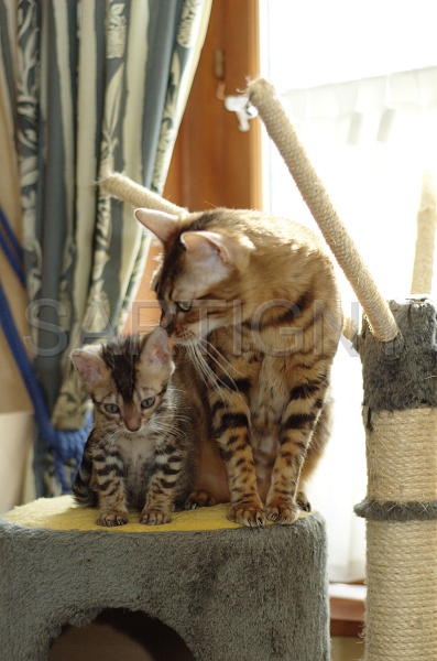 BENGAL_C029.jpg