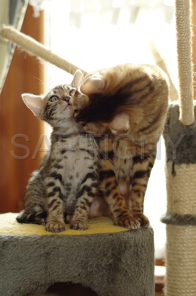 BENGAL_C031.jpg