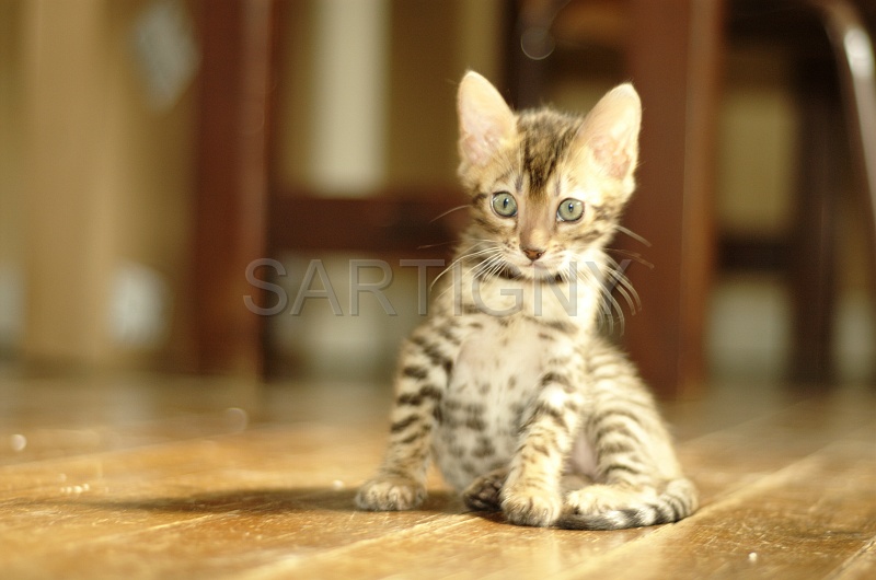 BENGAL_C035.jpg