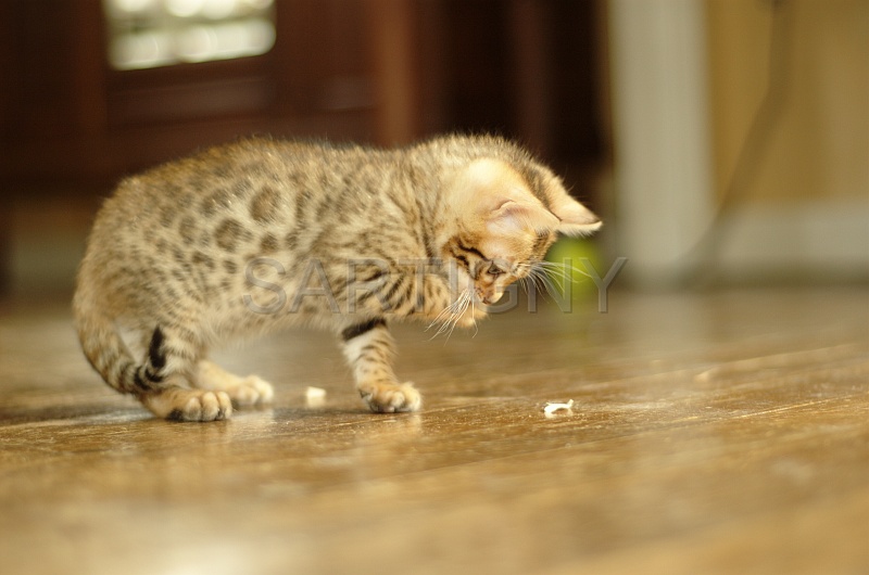 BENGAL_C036.jpg