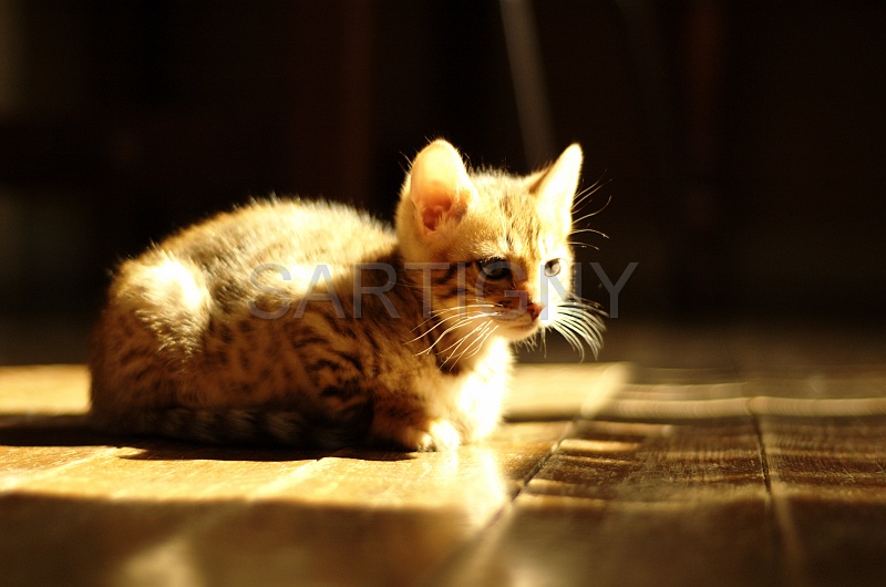 BENGAL_C039.jpg