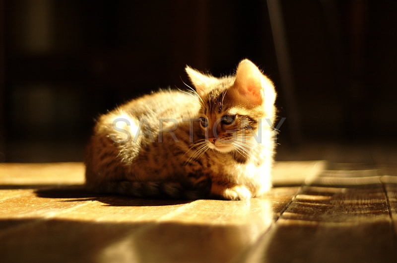 BENGAL_C040.jpg