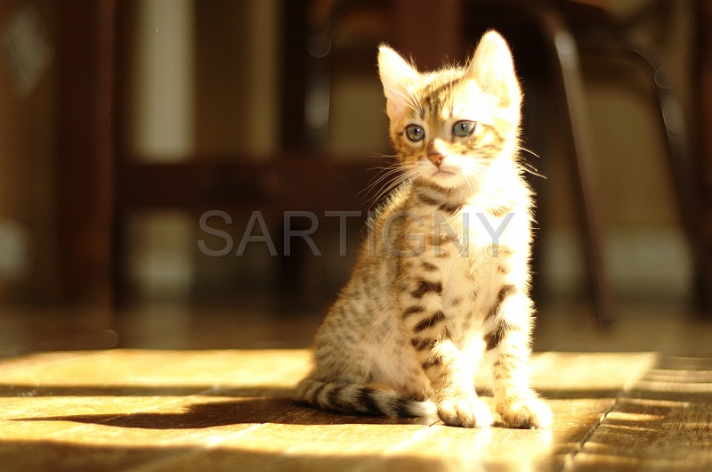 BENGAL_C042.jpg