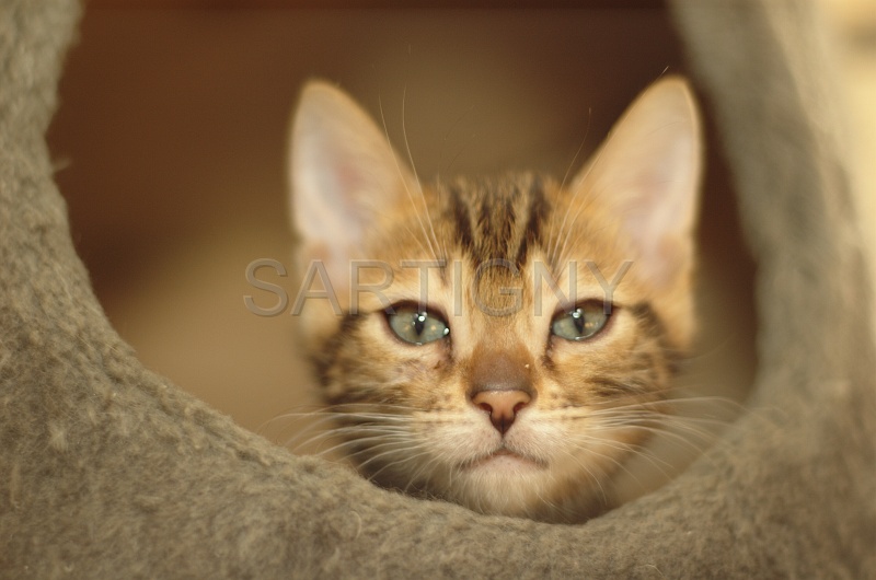 BENGAL_C045.jpg