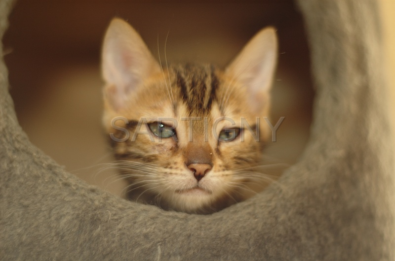 BENGAL_C046.jpg