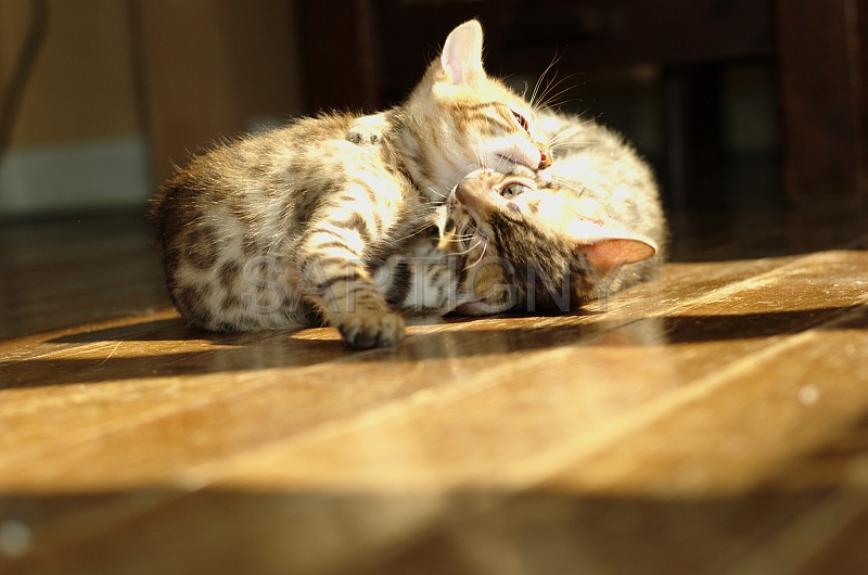 BENGAL_C049.jpg
