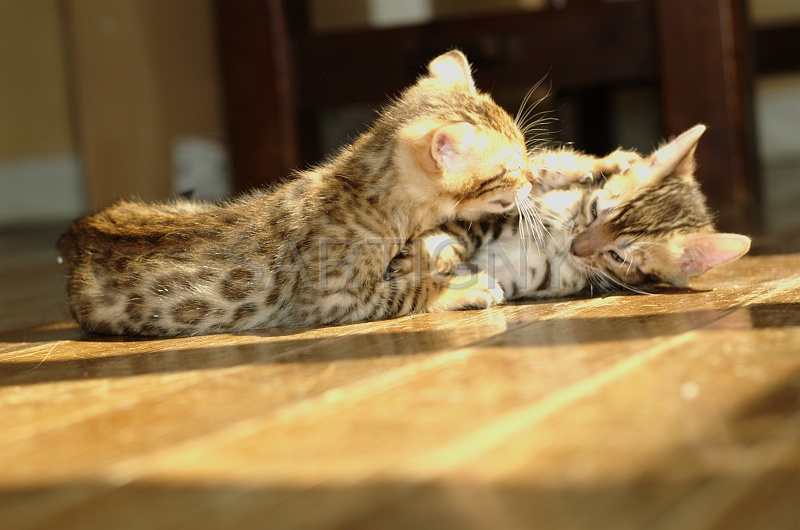 BENGAL_C050.jpg