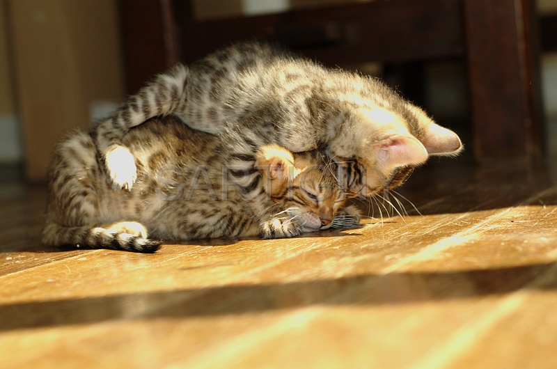 BENGAL_C053.jpg