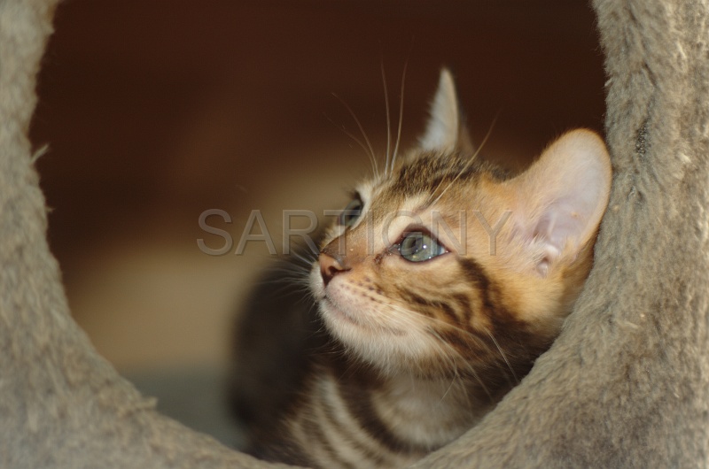 BENGAL_C055.jpg