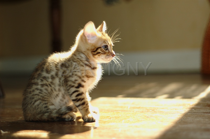 BENGAL_C058.jpg