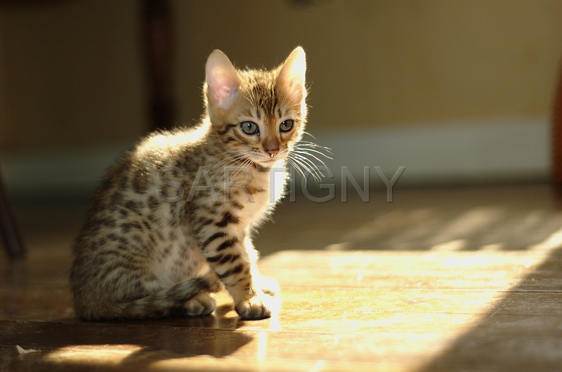 BENGAL_C060.jpg