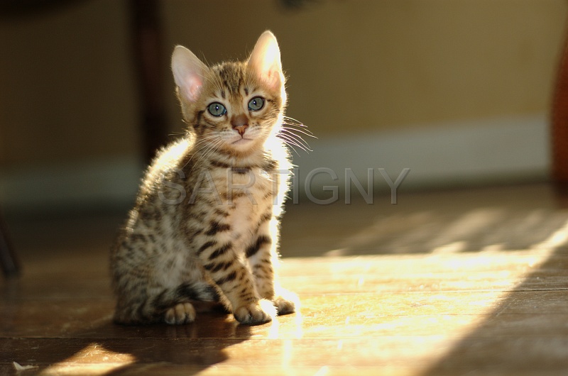 BENGAL_C061.jpg
