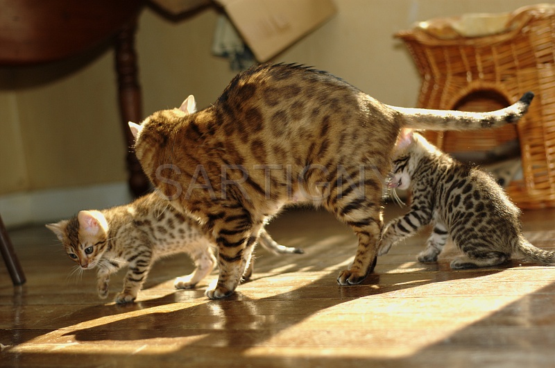 BENGAL_C064.jpg