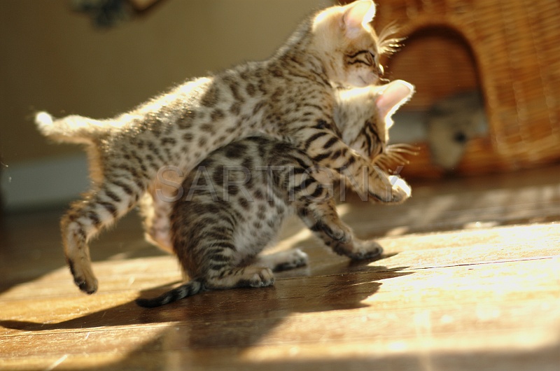BENGAL_C065.jpg