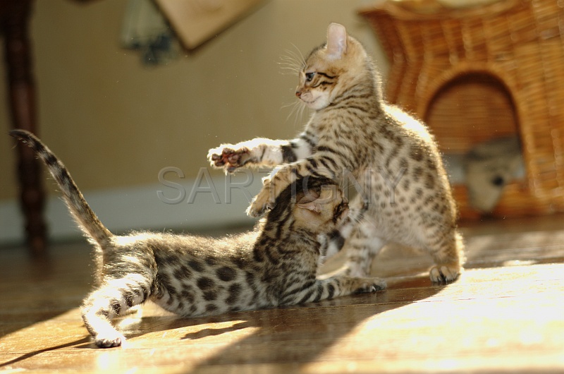 BENGAL_C068.jpg