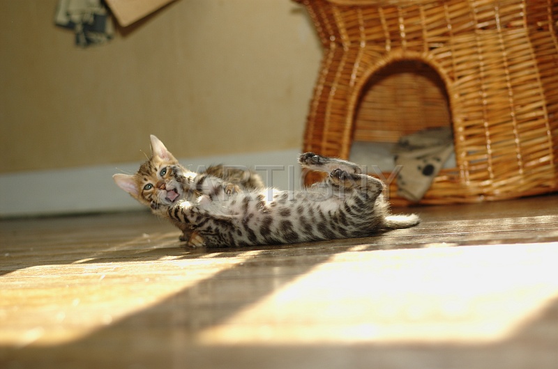 BENGAL_C071.jpg