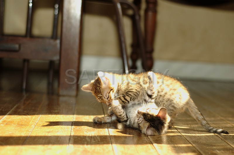 BENGAL_C072.jpg