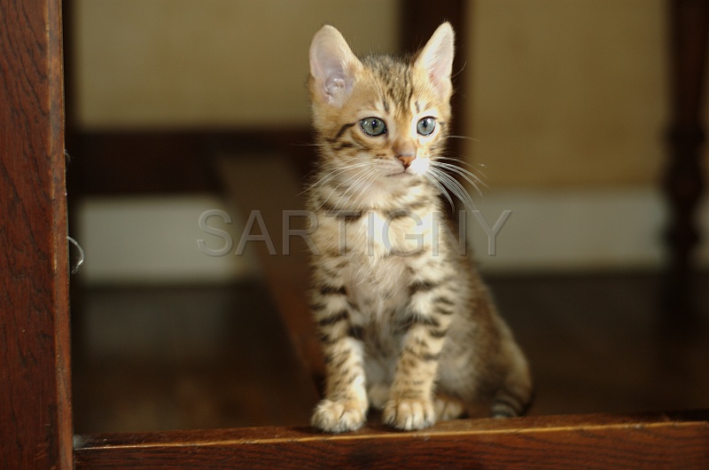 BENGAL_C077.jpg