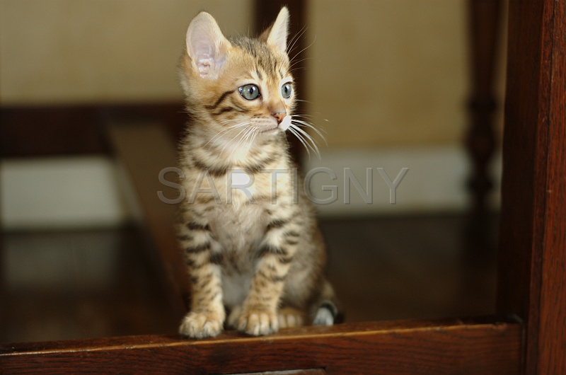 BENGAL_C078.jpg