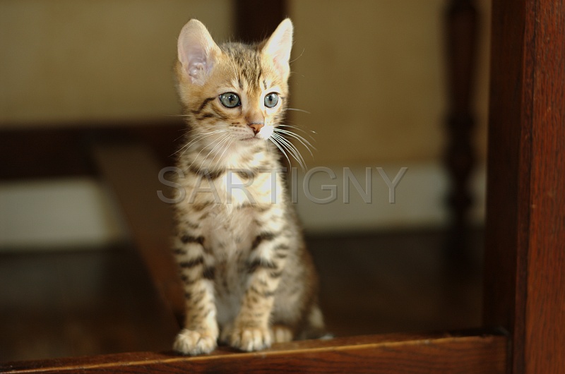 BENGAL_C079.jpg