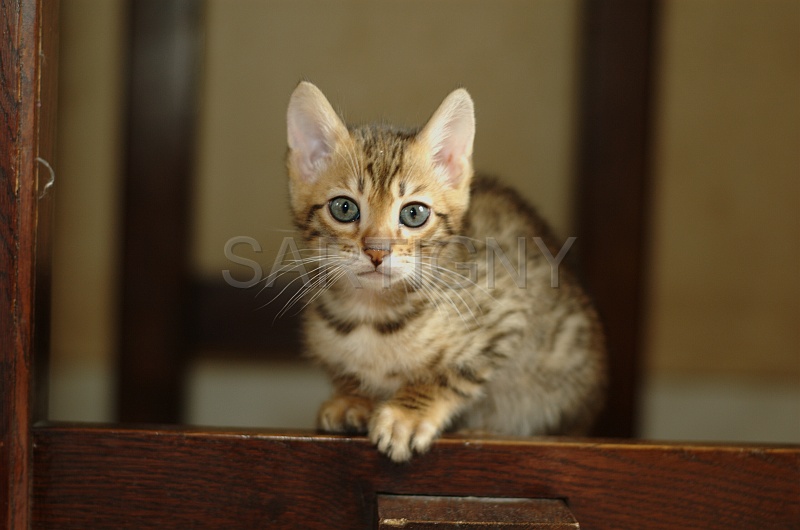 BENGAL_C080.jpg