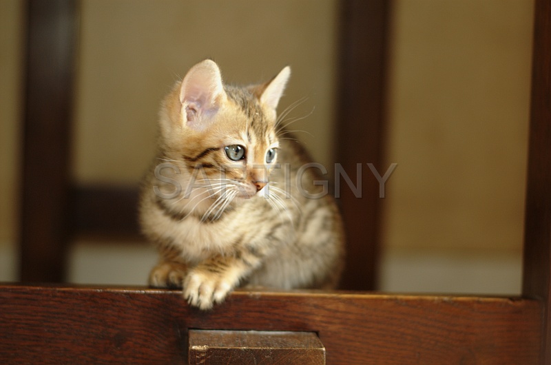 BENGAL_C082.jpg