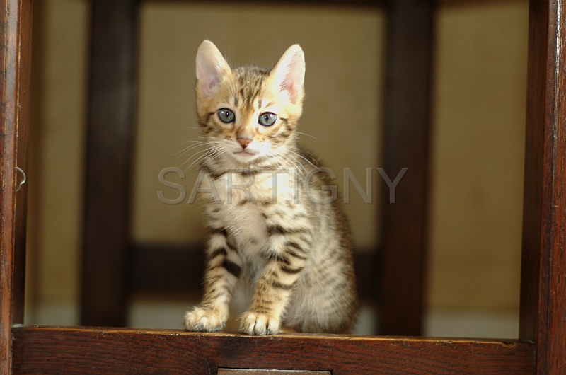 BENGAL_C083.jpg