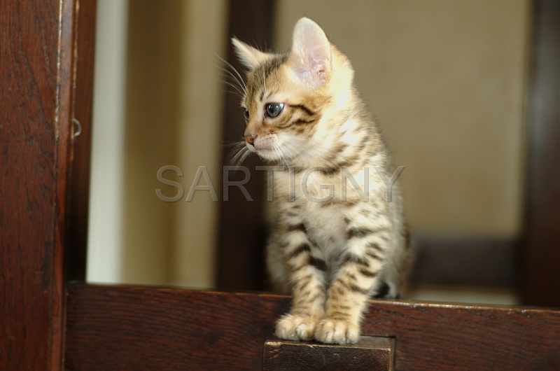 BENGAL_C084.jpg