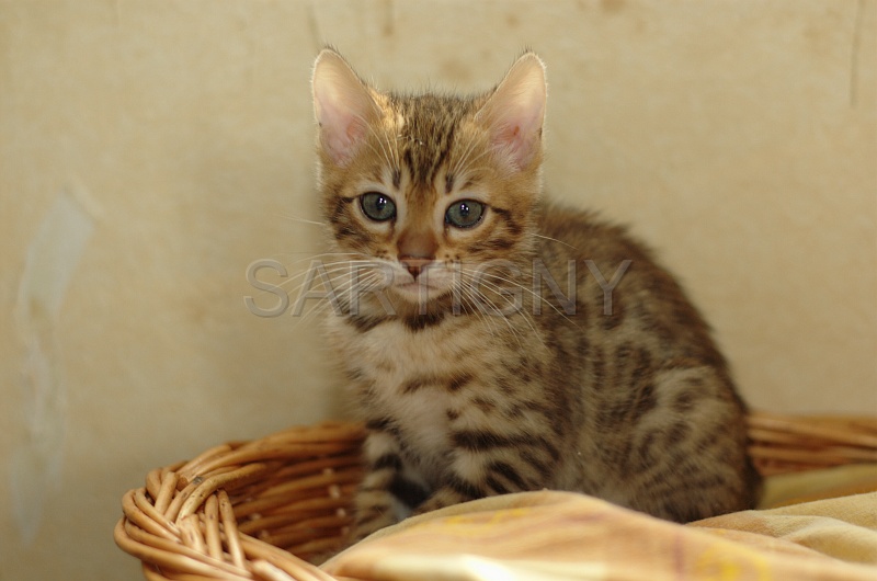 BENGAL_C086.jpg