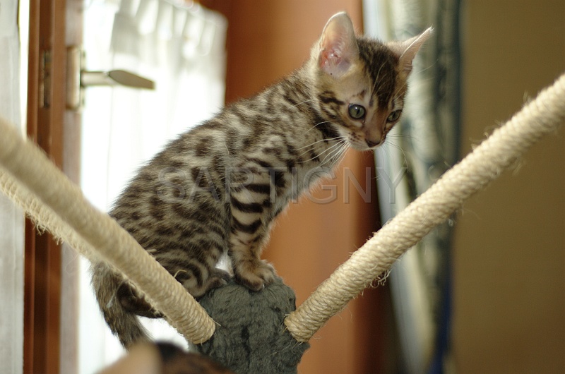 BENGAL_C088.jpg