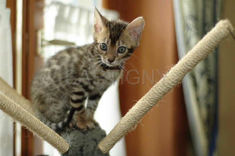 BENGAL_C089.jpg