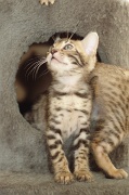 BENGAL_C027