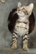 BENGAL_C028