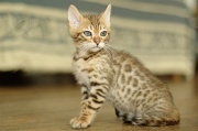 BENGAL_C032