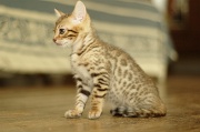 BENGAL_C033