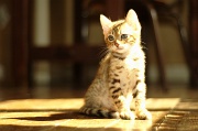 BENGAL_C044