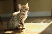 BENGAL_C059