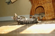 BENGAL_C071