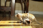 BENGAL_C072