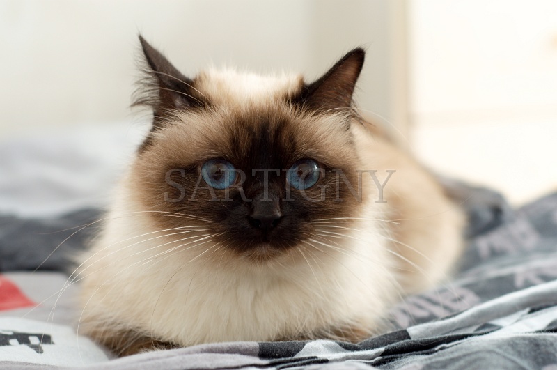birman_003.jpg